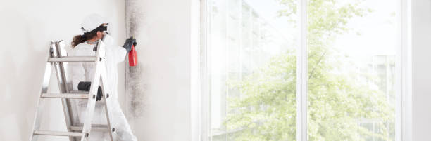 Professional Mold Removal in Villa Hills, KY